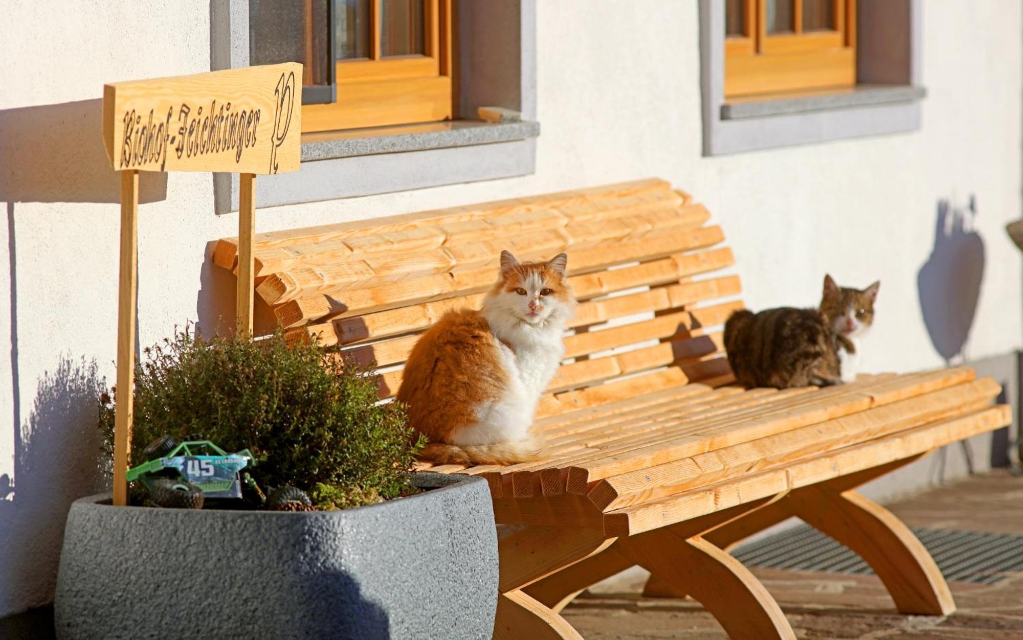 Apartamento Biohof-Feichtinger Zell am Moos Exterior foto